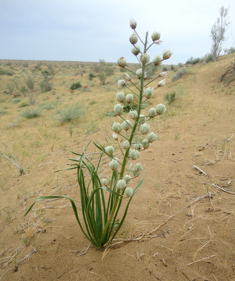 Image of Eremurus ammophilus specimen.