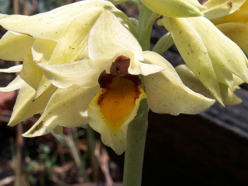 Изображение особи Eulophia mechowii.