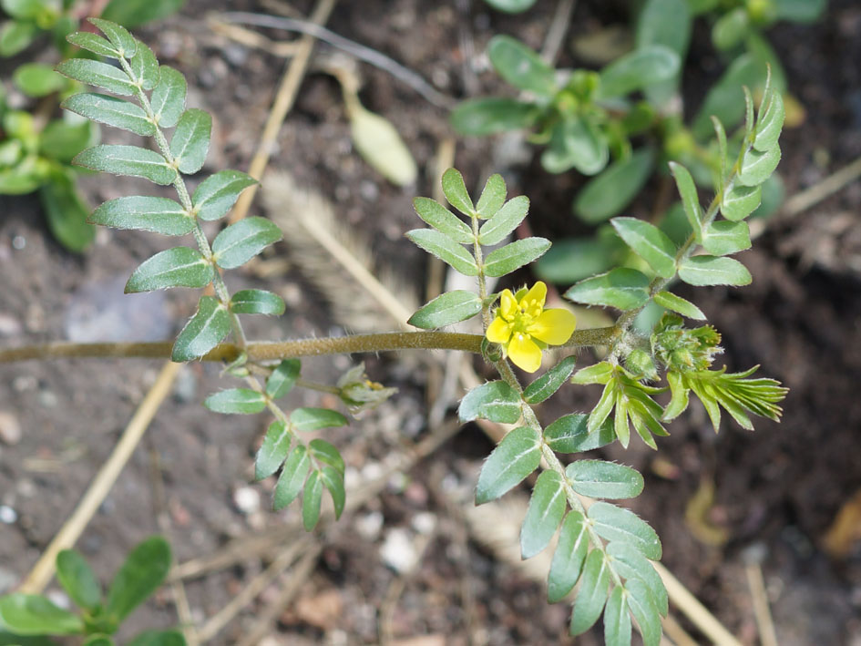 Изображение особи Tribulus terrestris.