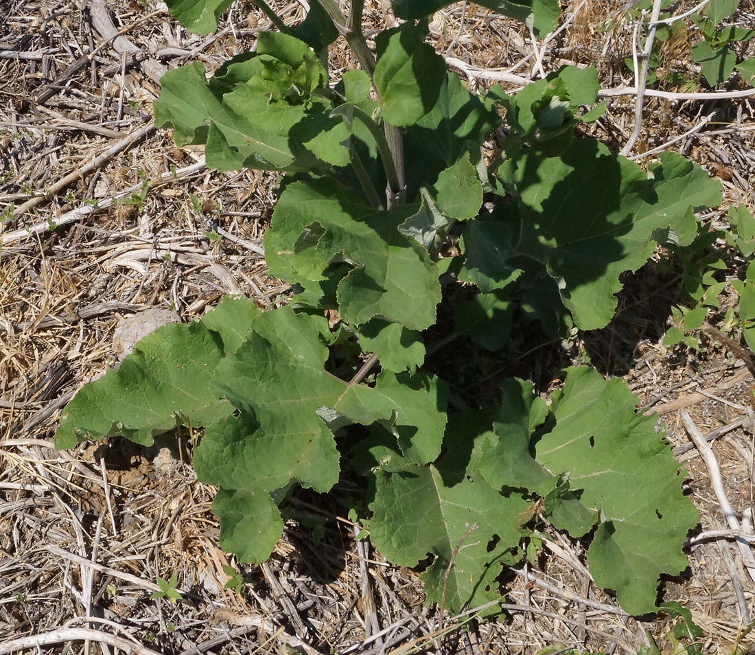 Изображение особи род Arctium.