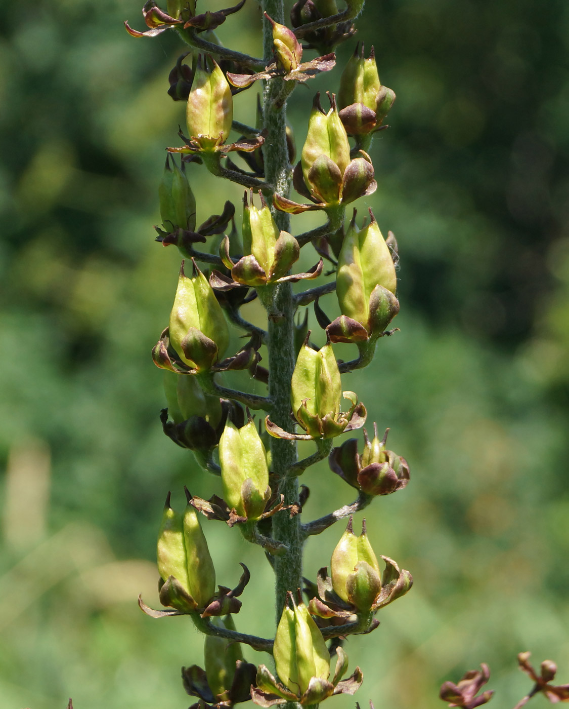 Image of Veratrum nigrum specimen.