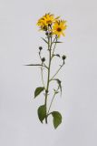 Helianthus tuberosus. Верхушка цветущего растения. Республика Молдова, пригород Кишинёва. 3 октября 2008 г.