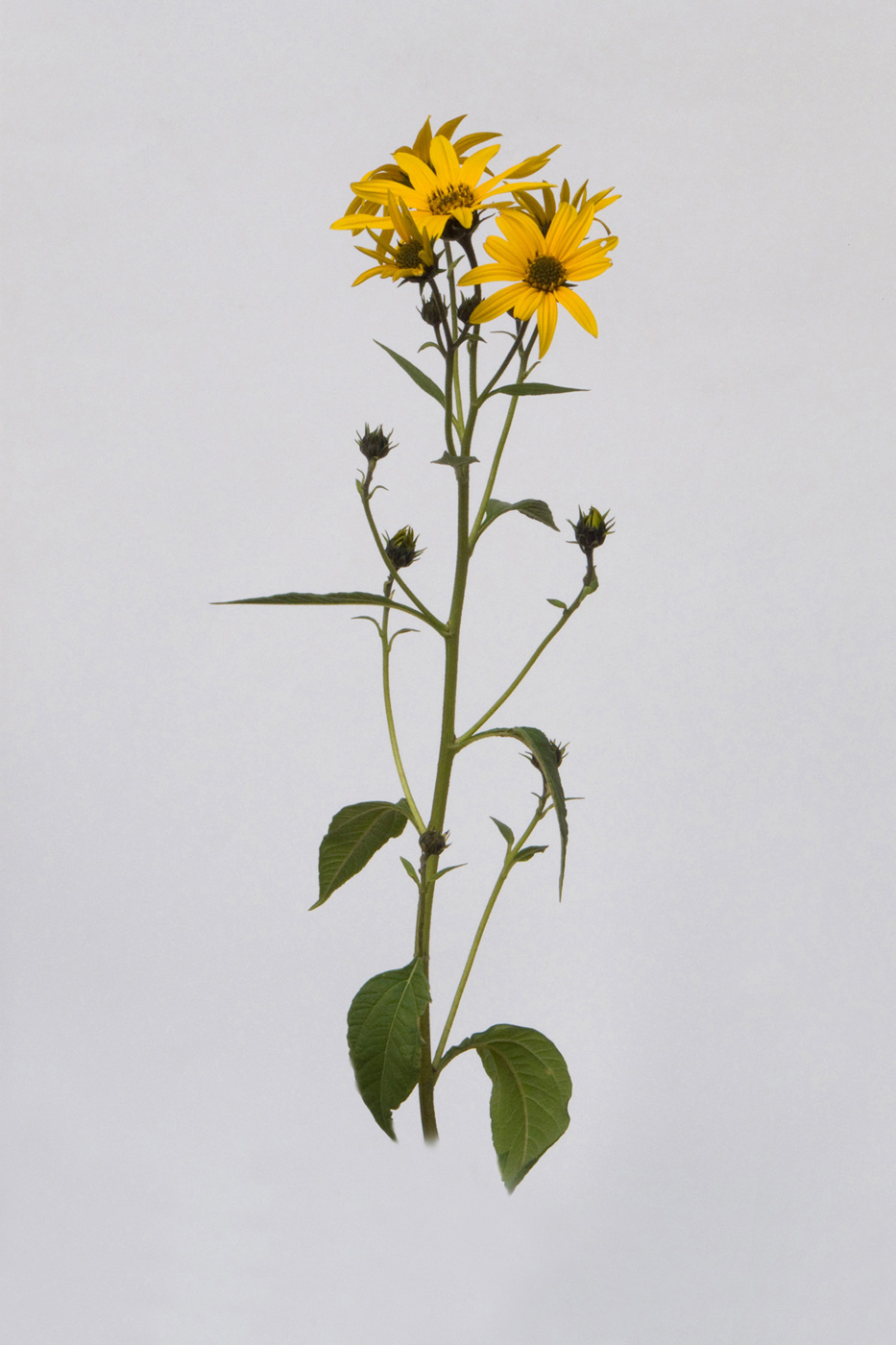 Изображение особи Helianthus tuberosus.