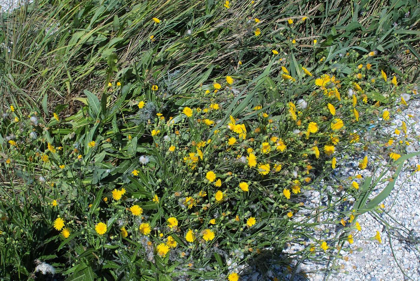 Image of Sonchus arvensis specimen.