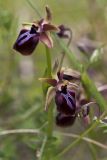 Ophrys mammosa. Соцветие. Греция, Пелопоннес, окр. пос. Кентро, дамба вдхр. Пиньос. 19.03.2015.