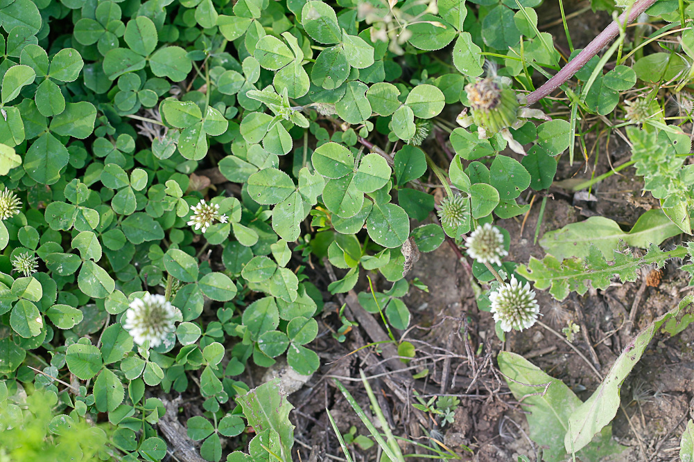 Изображение особи Trifolium repens.