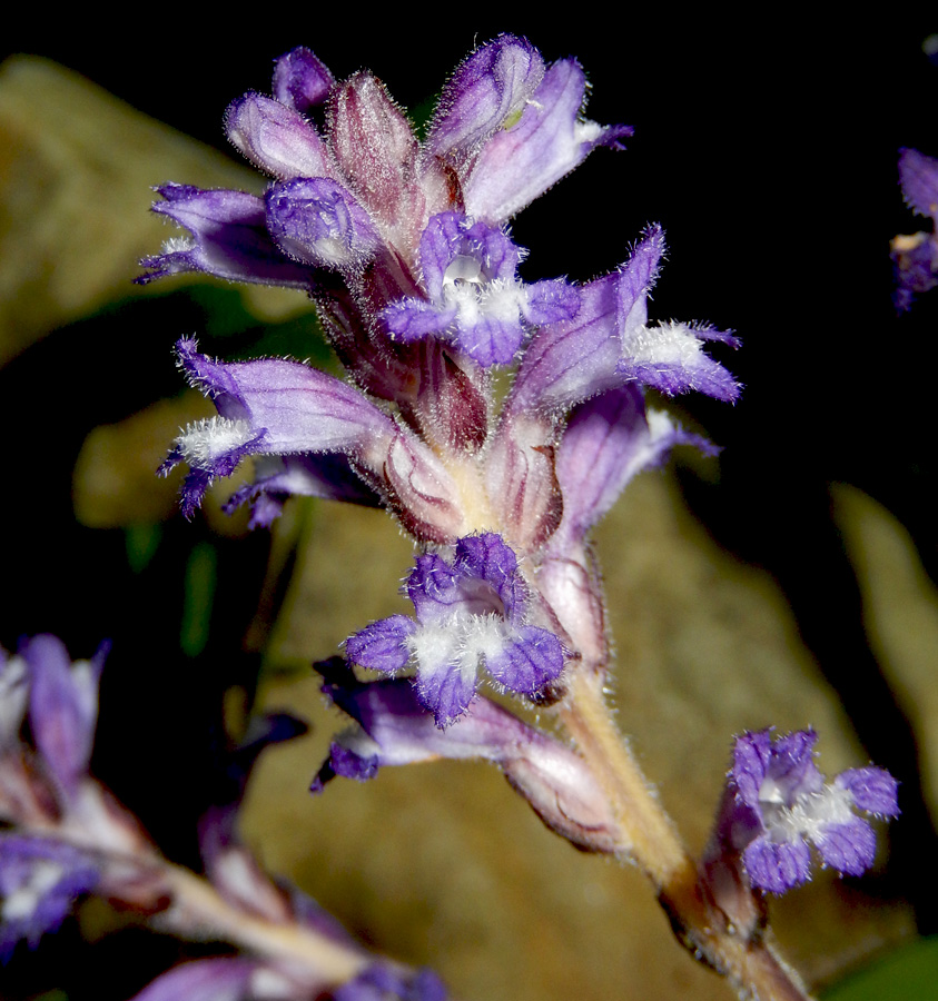 Image of Phelipanche mutelii specimen.