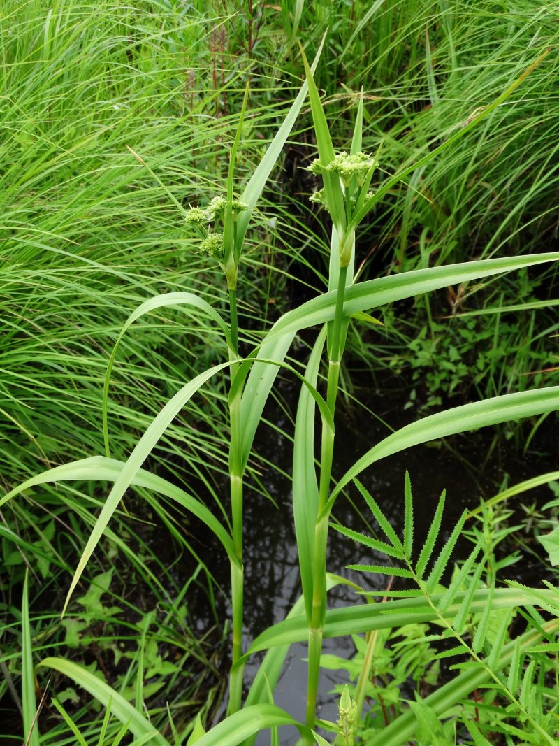 Image of genus Scirpus specimen.
