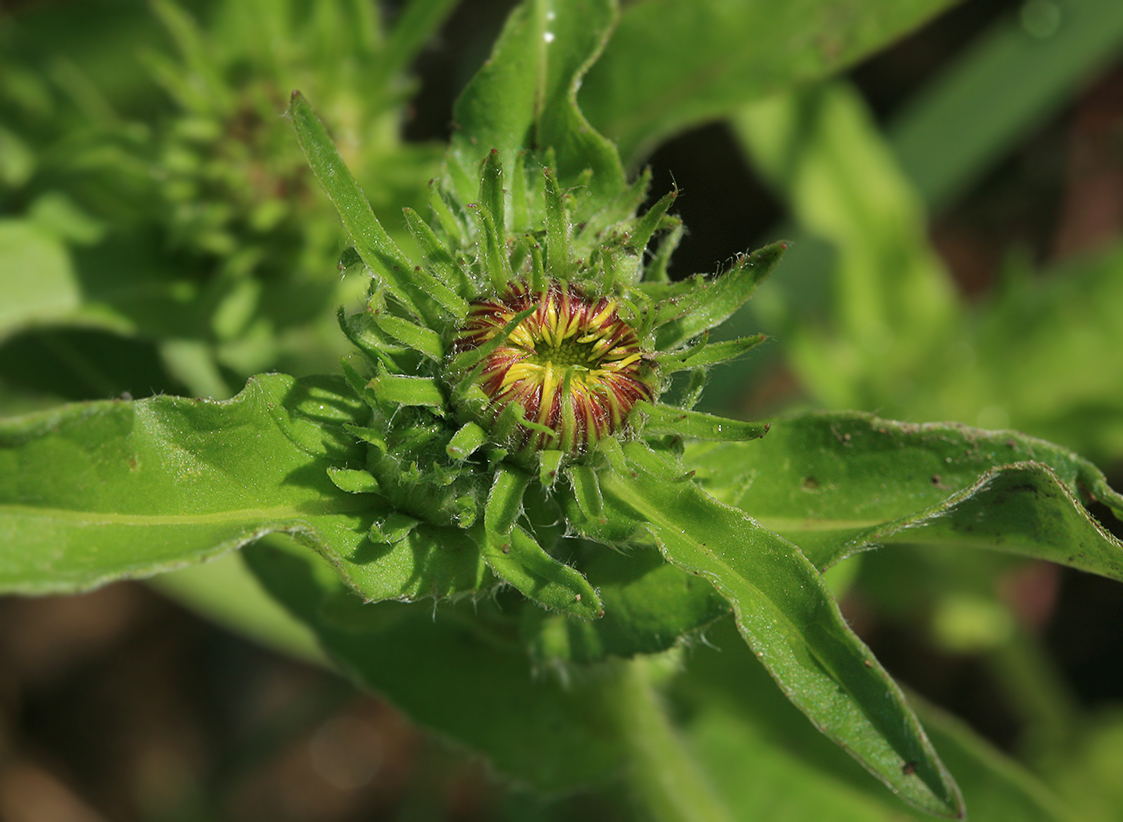 Изображение особи Inula britannica.