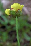 Ranunculus rubrocalyx. Верхушка стебля с цветком. Узбекистан, Ташкентская обл., зап. отроги Чаткальского хр., гора Бол. Чимган, верховье Аксая. 30.07.2016.