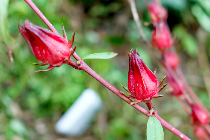 Image of Hibiscus sabdariffa specimen.