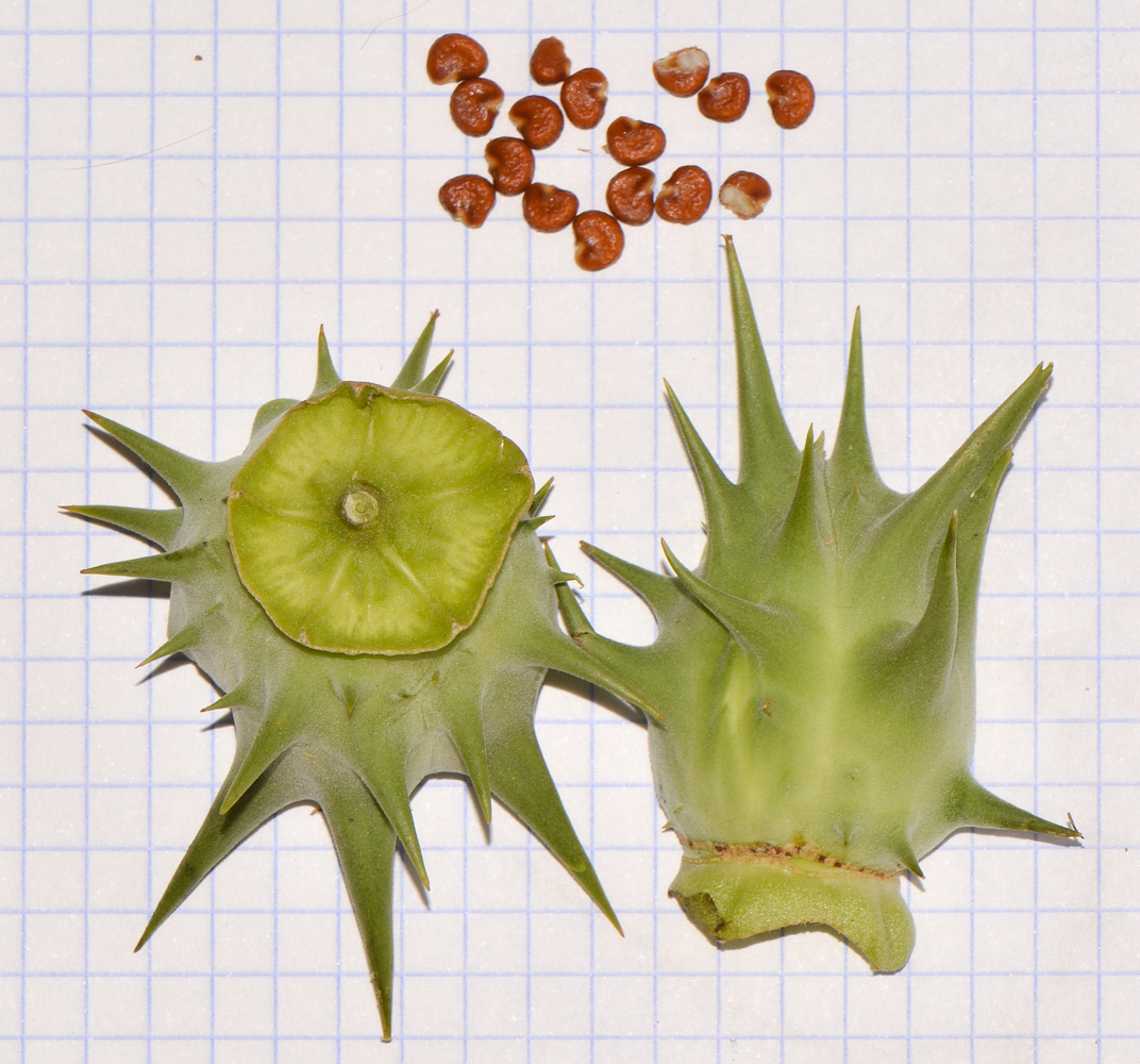 Image of Datura ferox specimen.