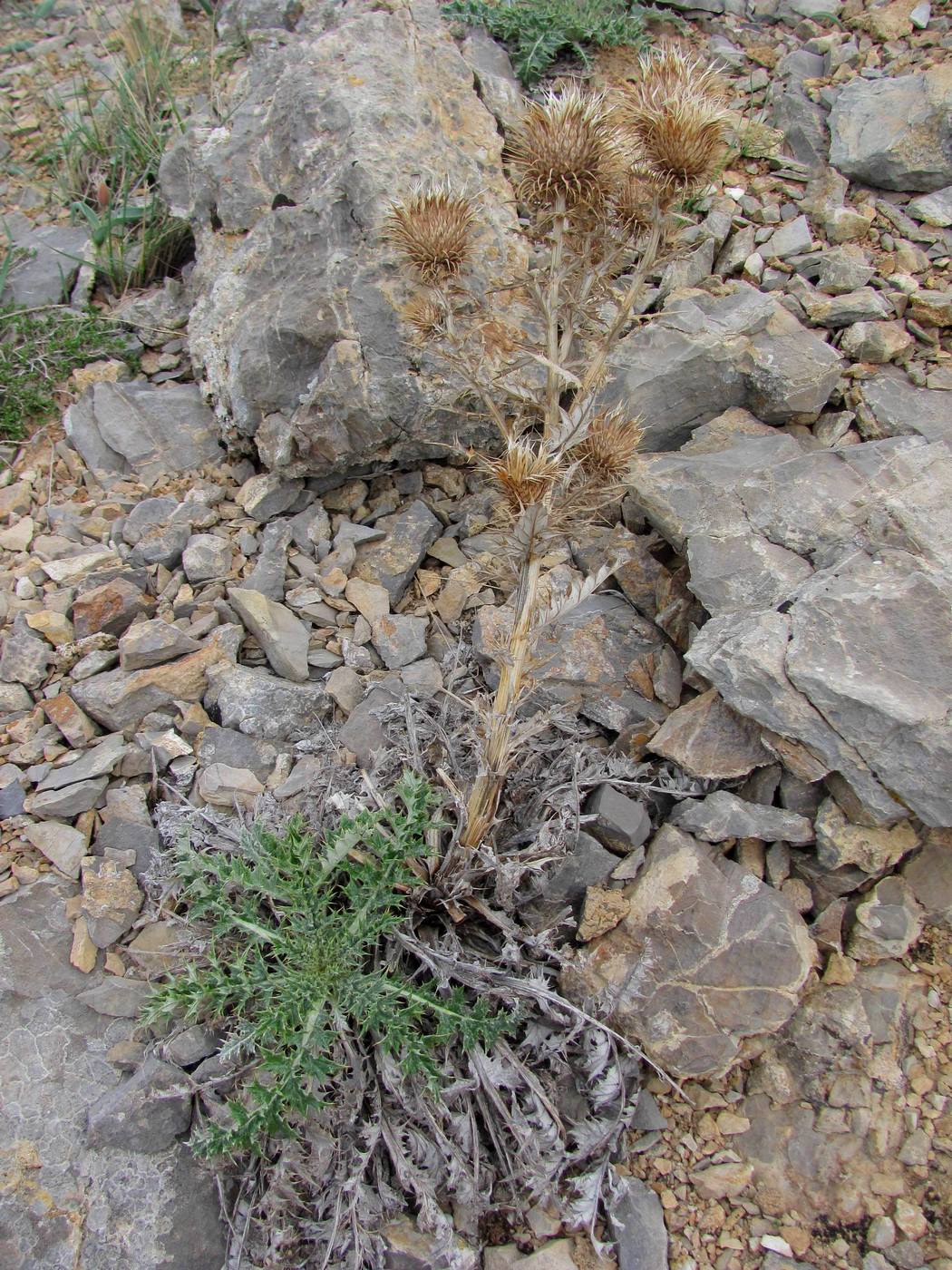 Image of Olgaea pectinata specimen.