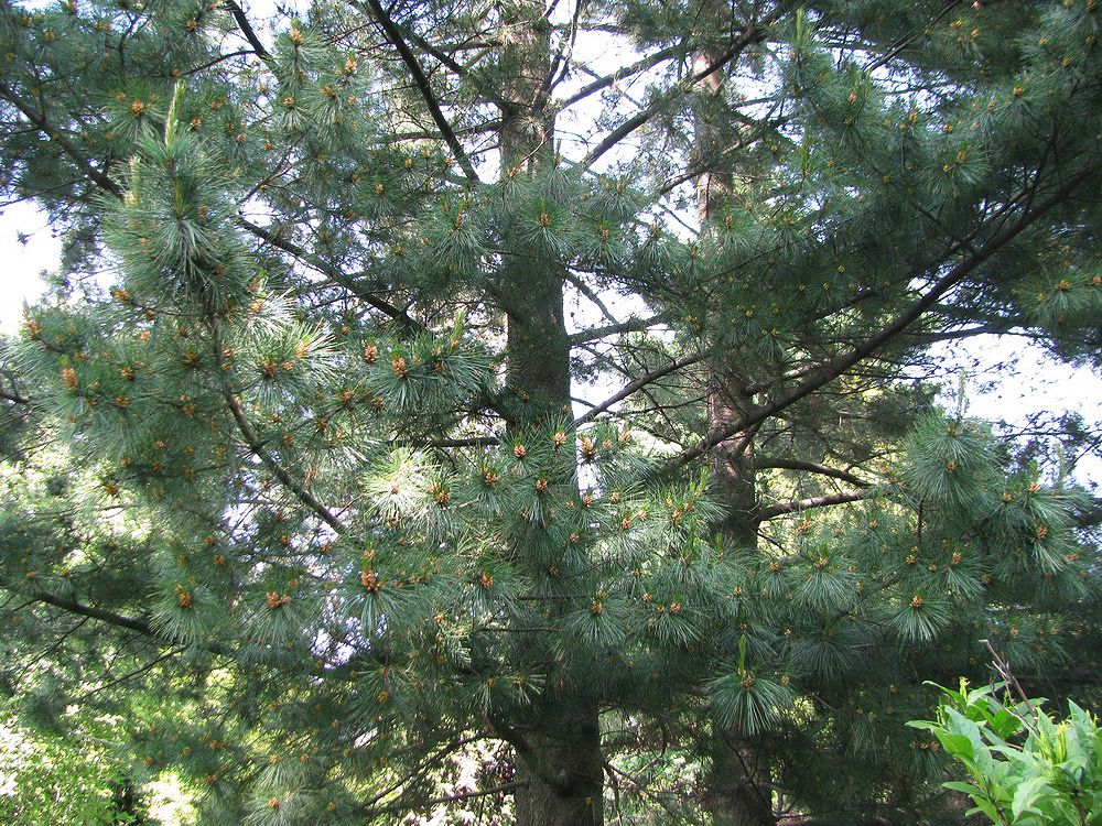 Image of Pinus peuce specimen.