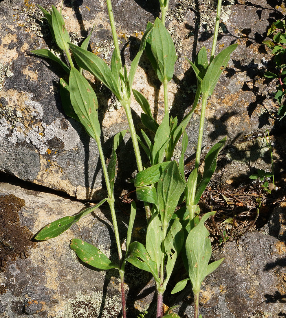 Image of Melandrium album specimen.