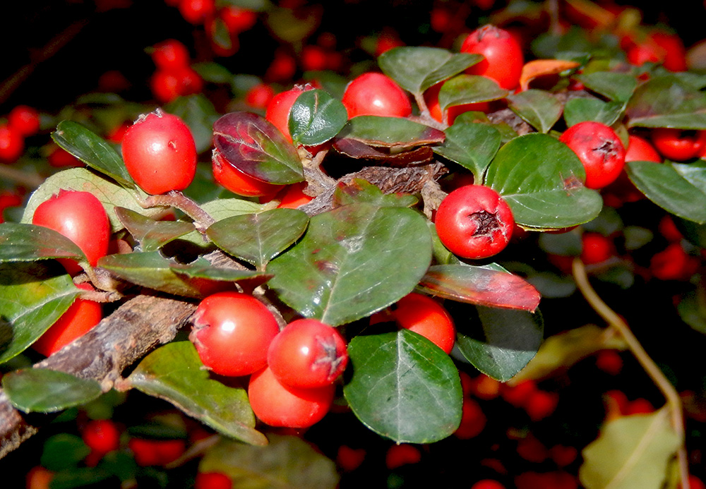 Image of Cotoneaster horizontalis specimen.