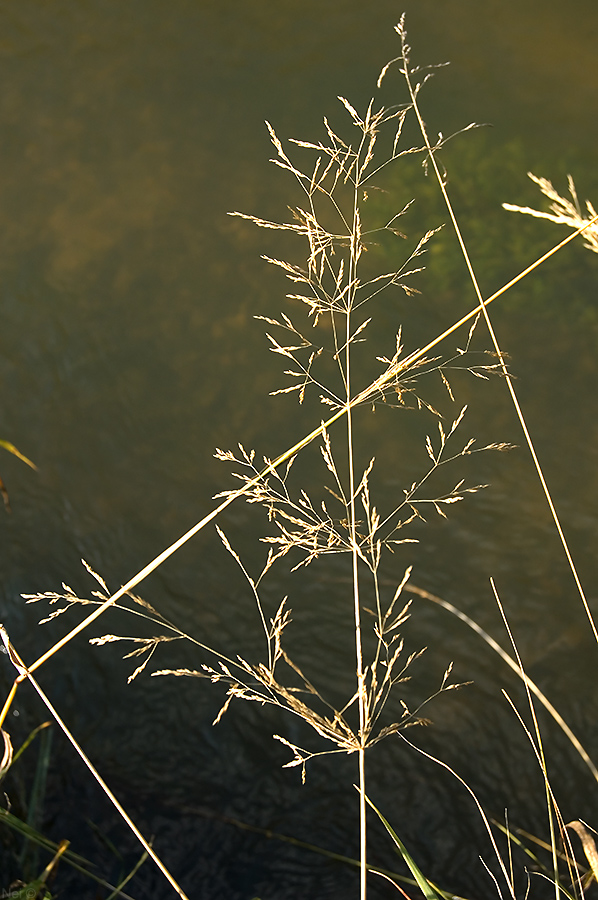 Изображение особи Agrostis gigantea.