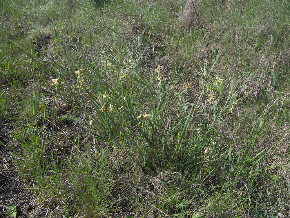 Image of Lathyrus lacteus specimen.