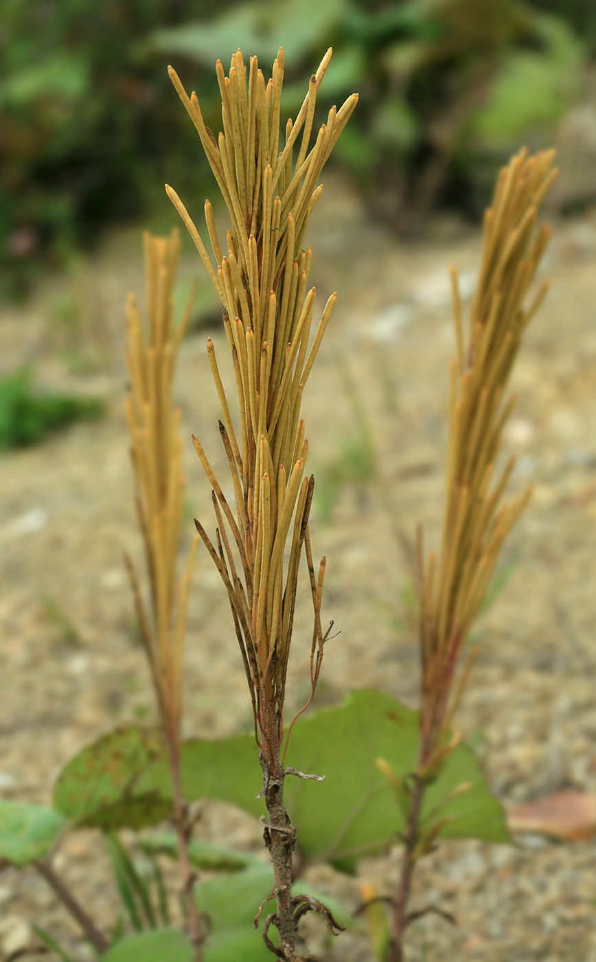 Image of Arabis japonica specimen.