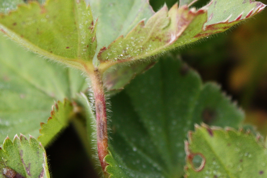 Image of Alchemilla omalophylla specimen.