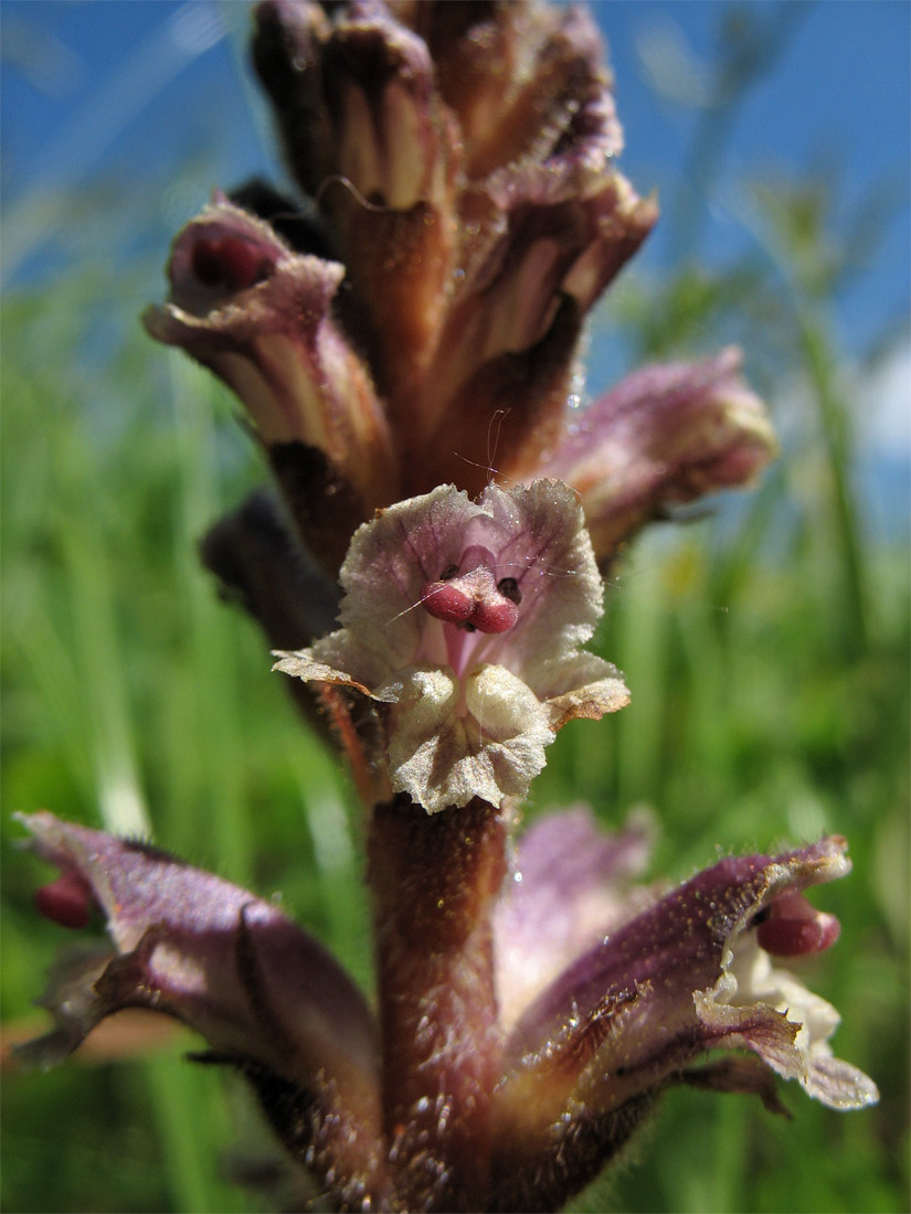 Изображение особи Orobanche minor.