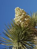 Yucca brevifolia. Верхушка побега с соцветием. США, Калифорния, Joshua Tree National Park, пустыня Мохаве. 01.03.2017.