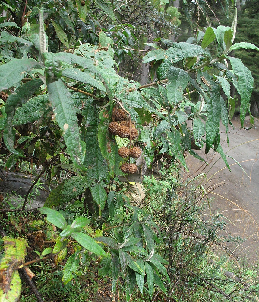 Изображение особи Buddleja globosa.