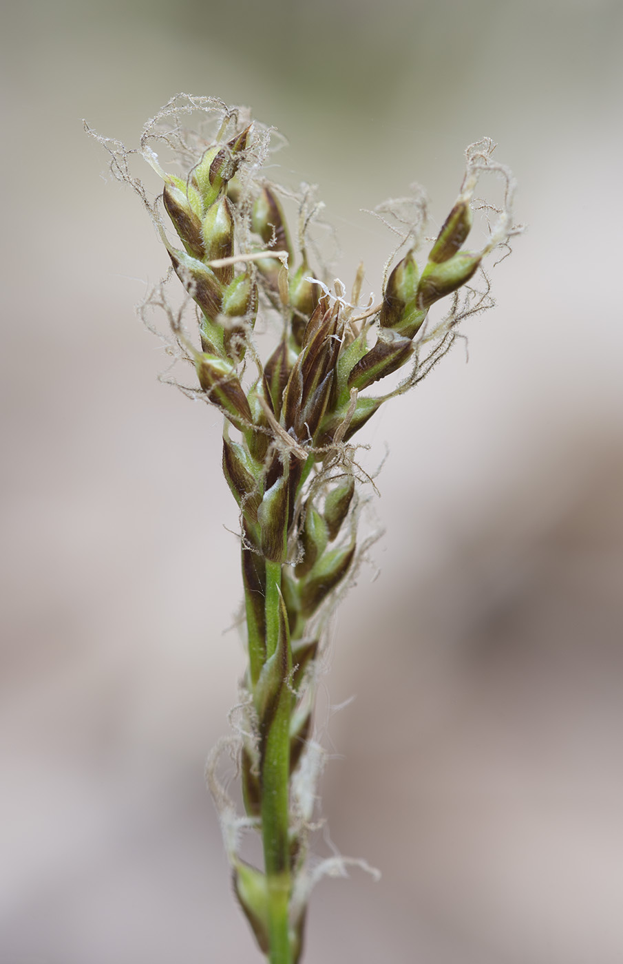 Image of Carex rhizina specimen.