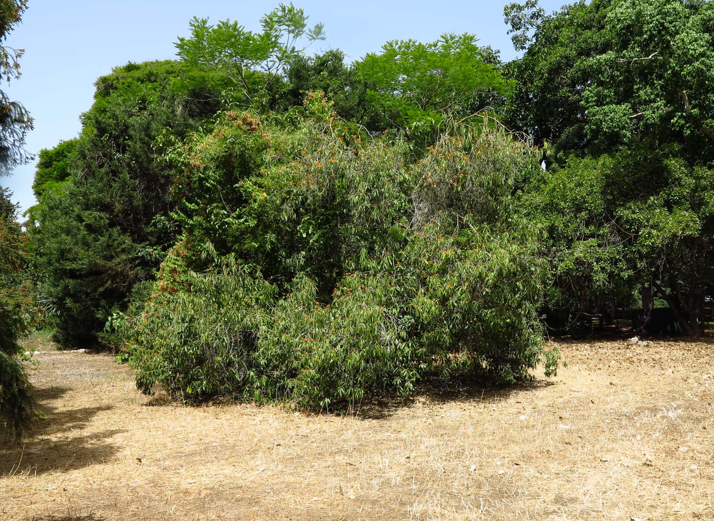 Image of Bontia daphnoides specimen.