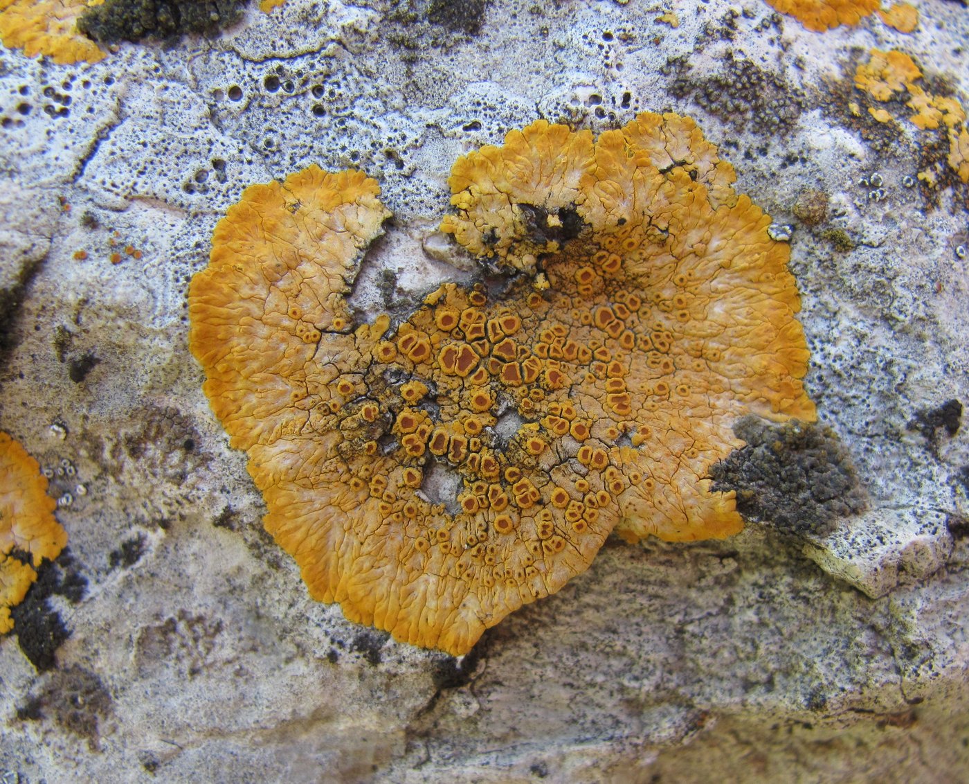 Image of Caloplaca aurantia specimen.