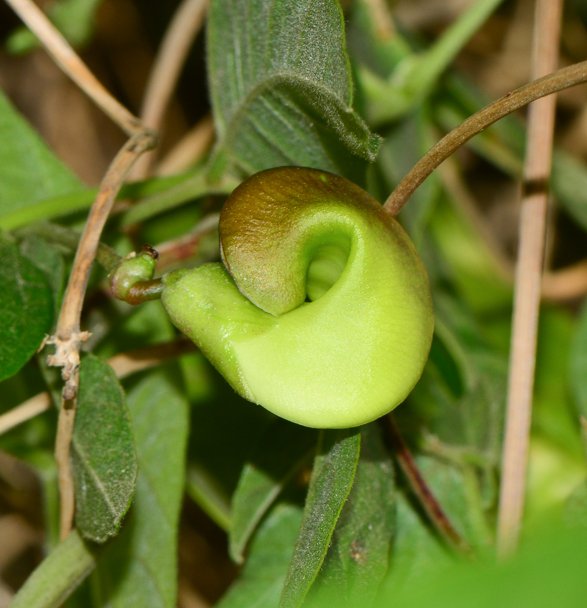 Изображение особи Vigna speciosa.