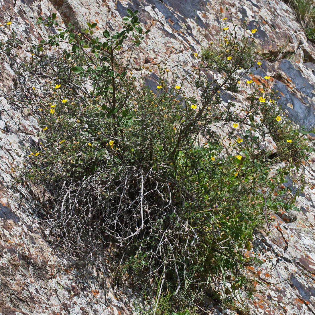 Image of Dasiphora phyllocalyx specimen.