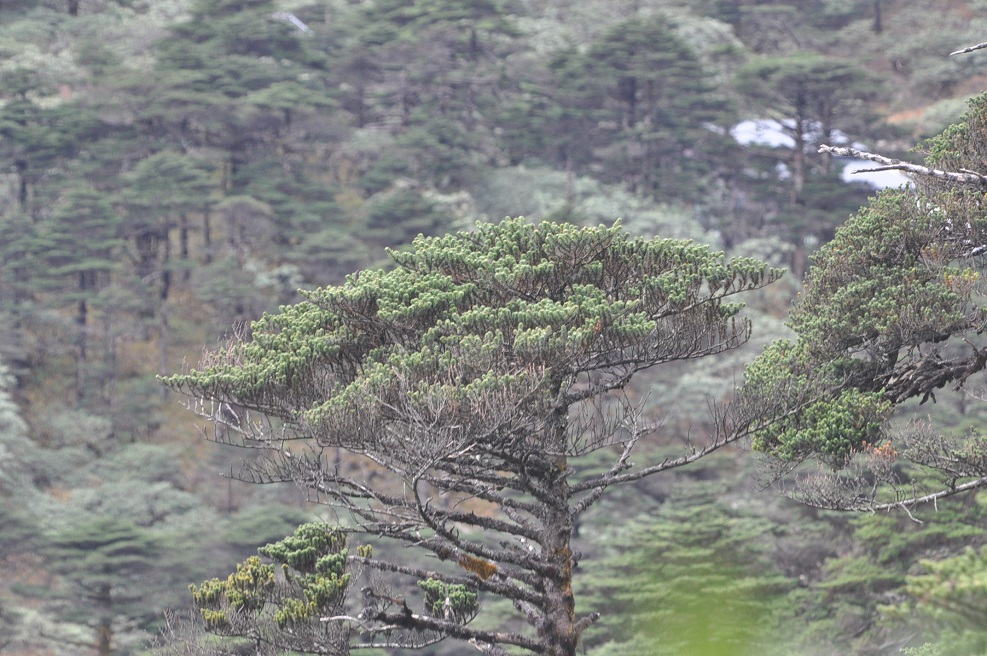 Image of genus Abies specimen.