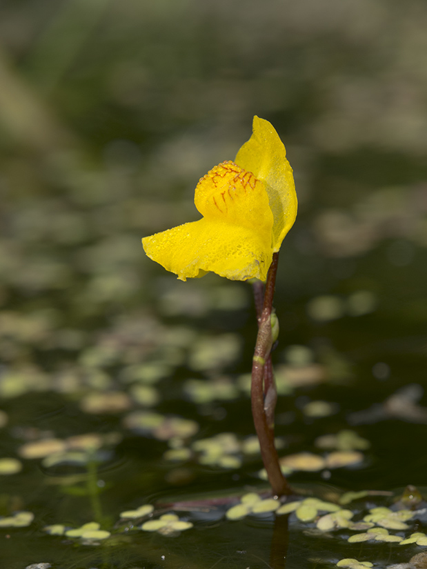 Изображение особи Utricularia &times; neglecta.