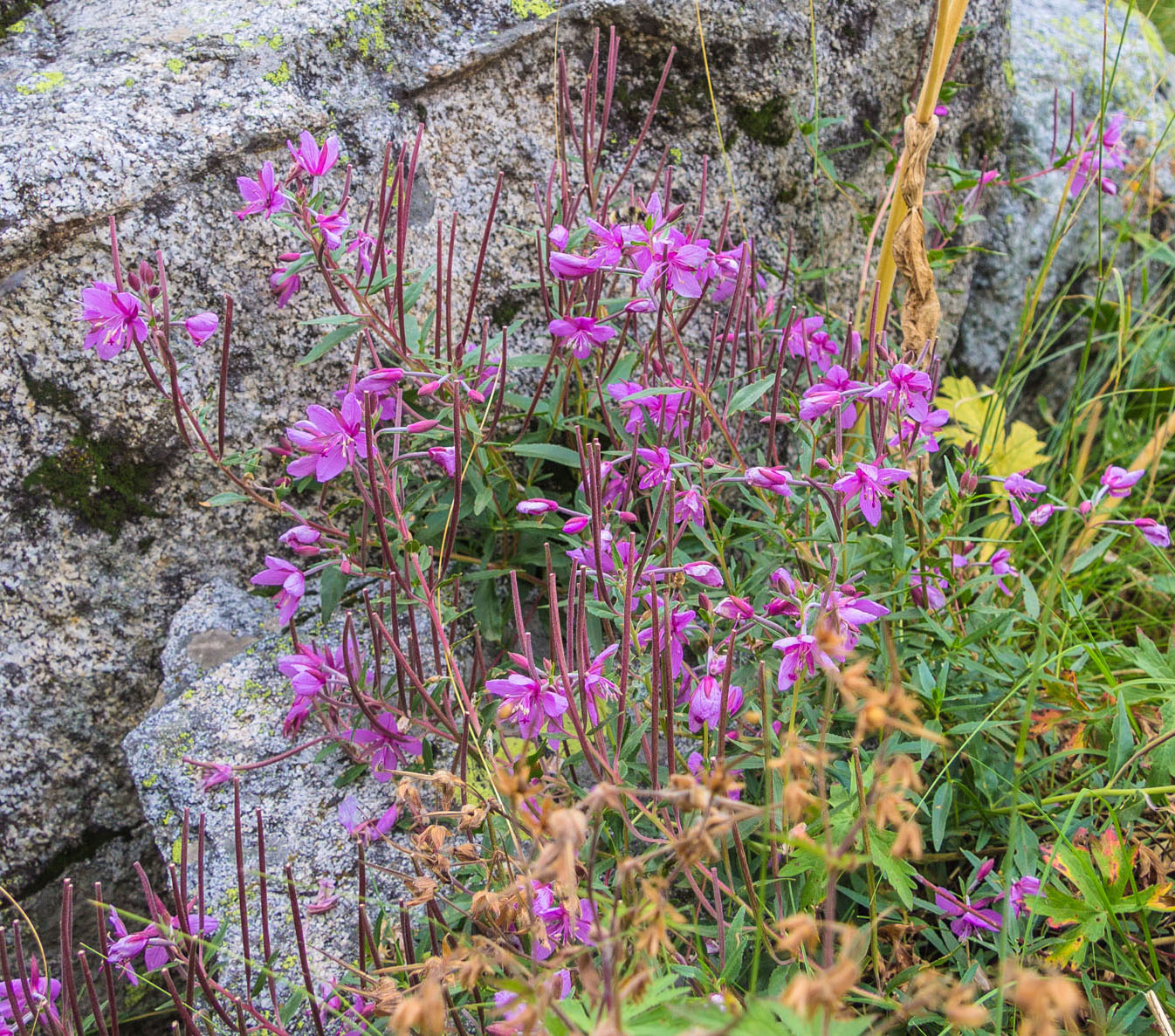 Image of Chamaenerion colchicum specimen.