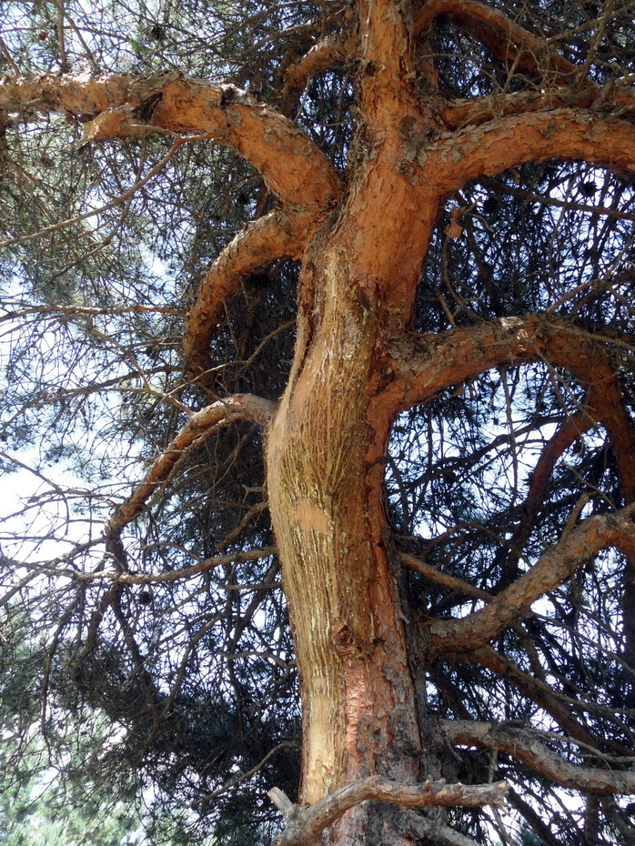 Изображение особи Pinus sylvestris ssp. hamata.