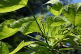 Catalpa bignonioides