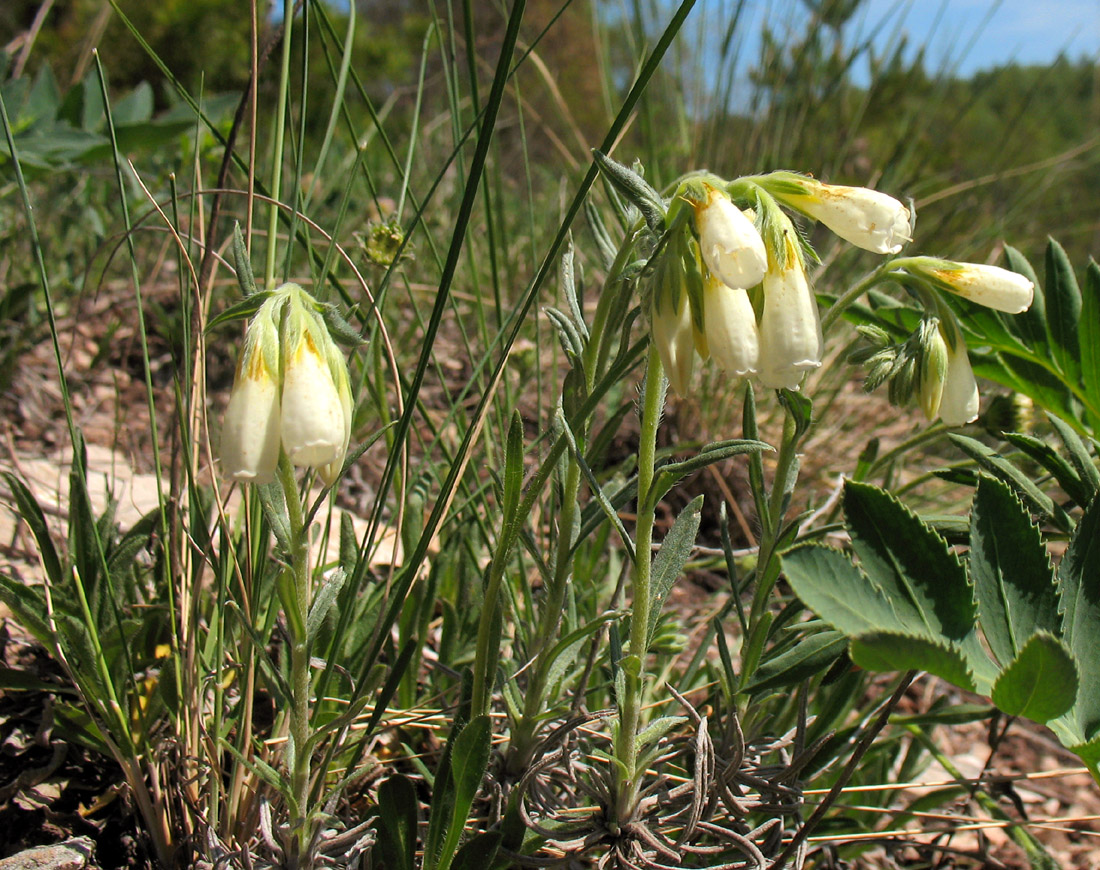 Image of Onosma volgensis specimen.