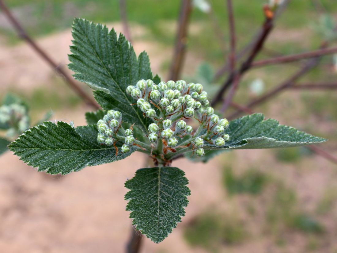 Изображение особи Sorbus intermedia.