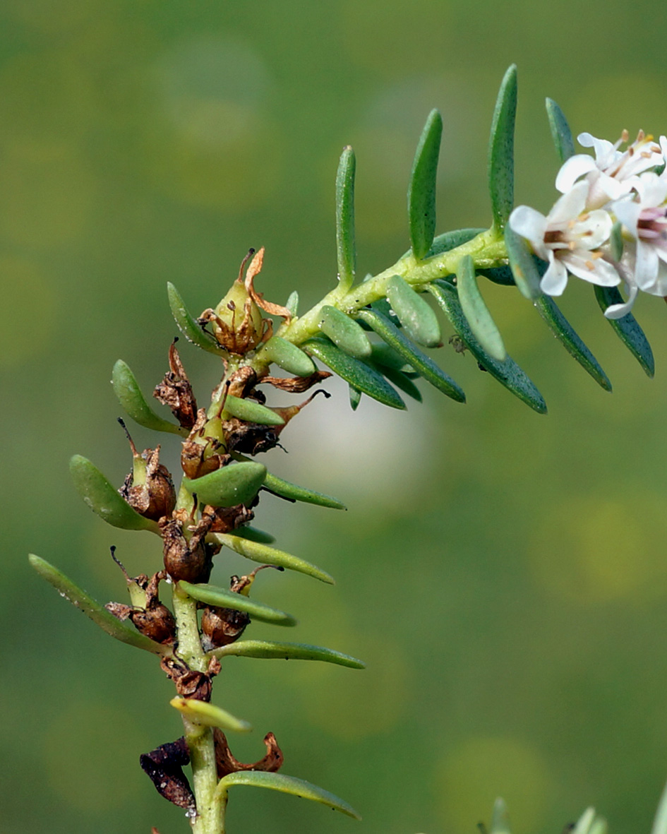 Image of Glaux maritima specimen.