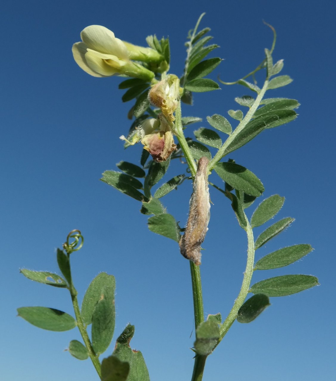 Изображение особи Vicia hybrida.