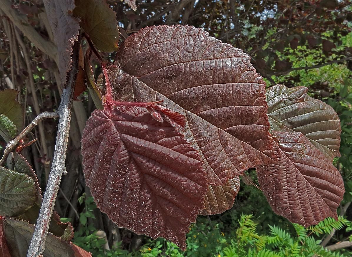 Изображение особи Corylus avellana.