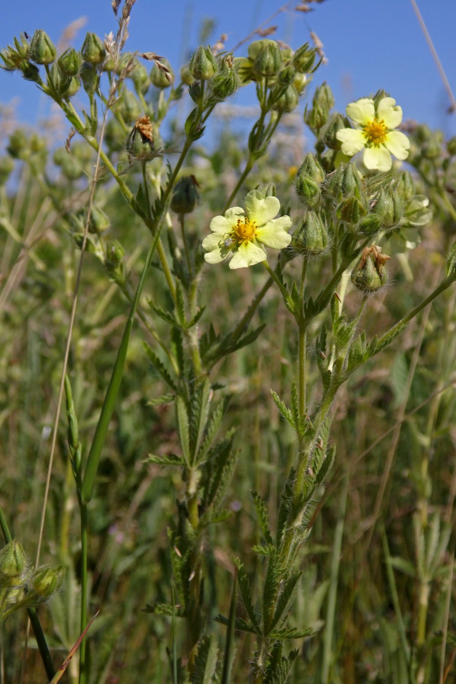 Изображение особи Potentilla recta.