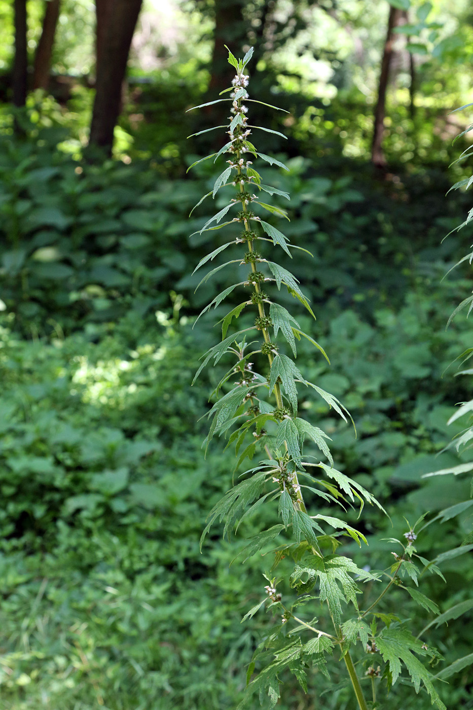 Изображение особи Leonurus quinquelobatus.