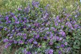 Malva sylvestris