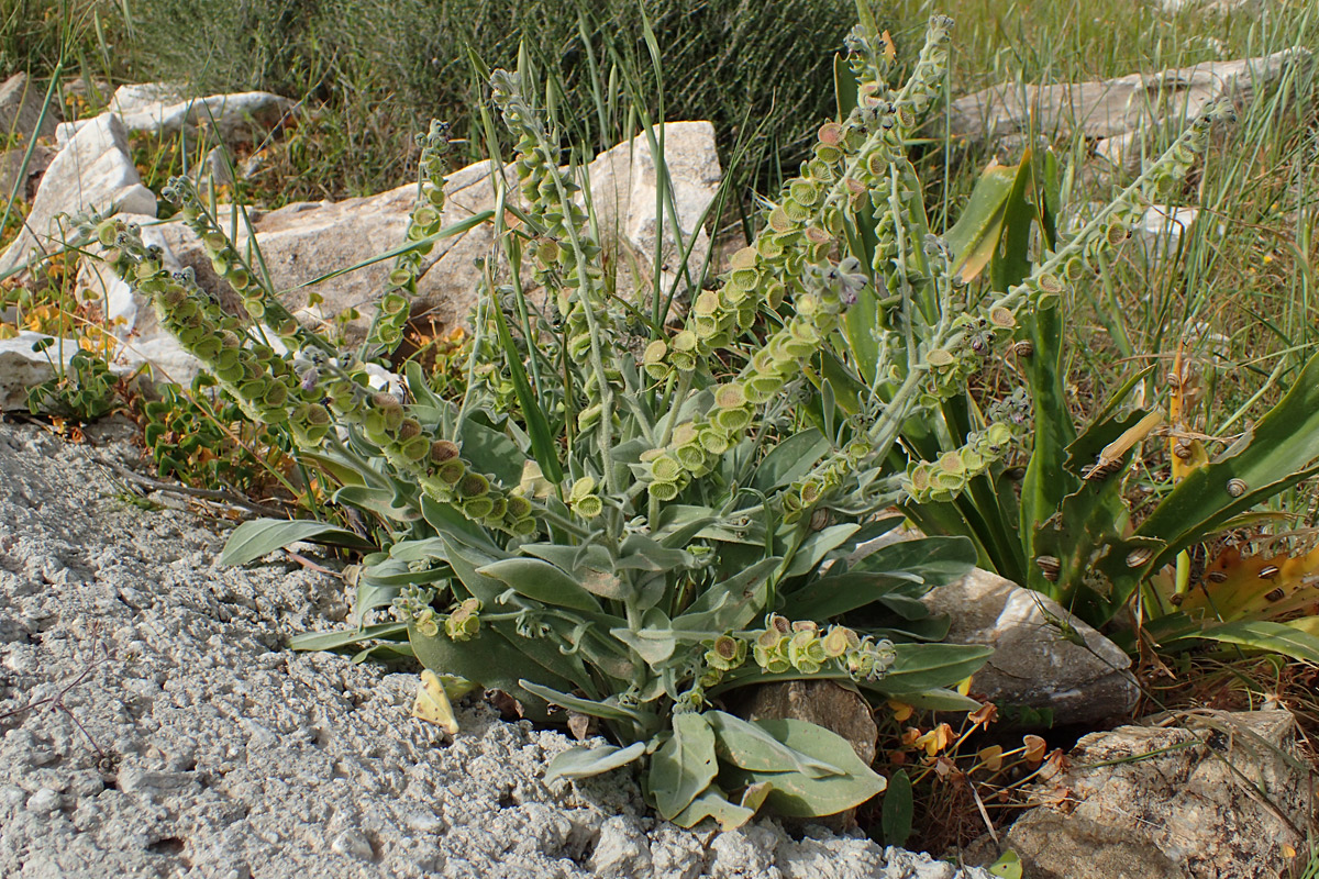 Image of Cynoglossum columnae specimen.