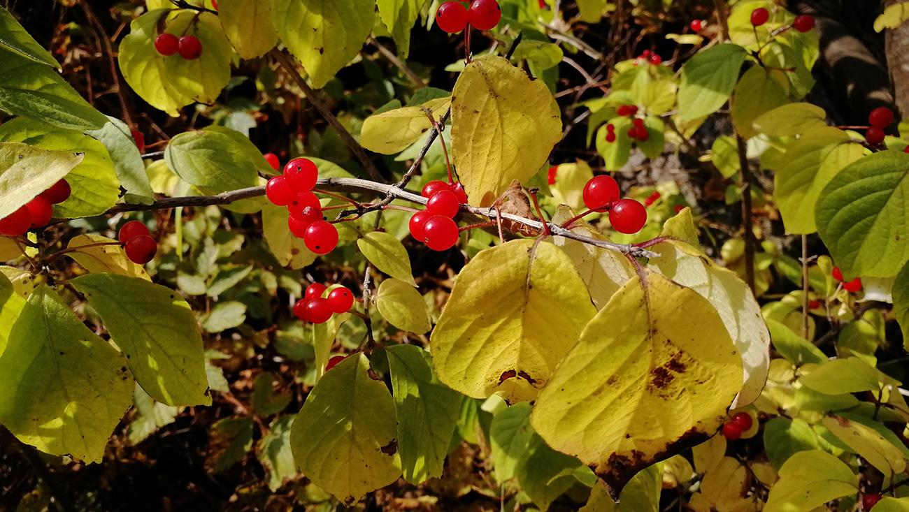 Image of Lonicera chrysantha specimen.