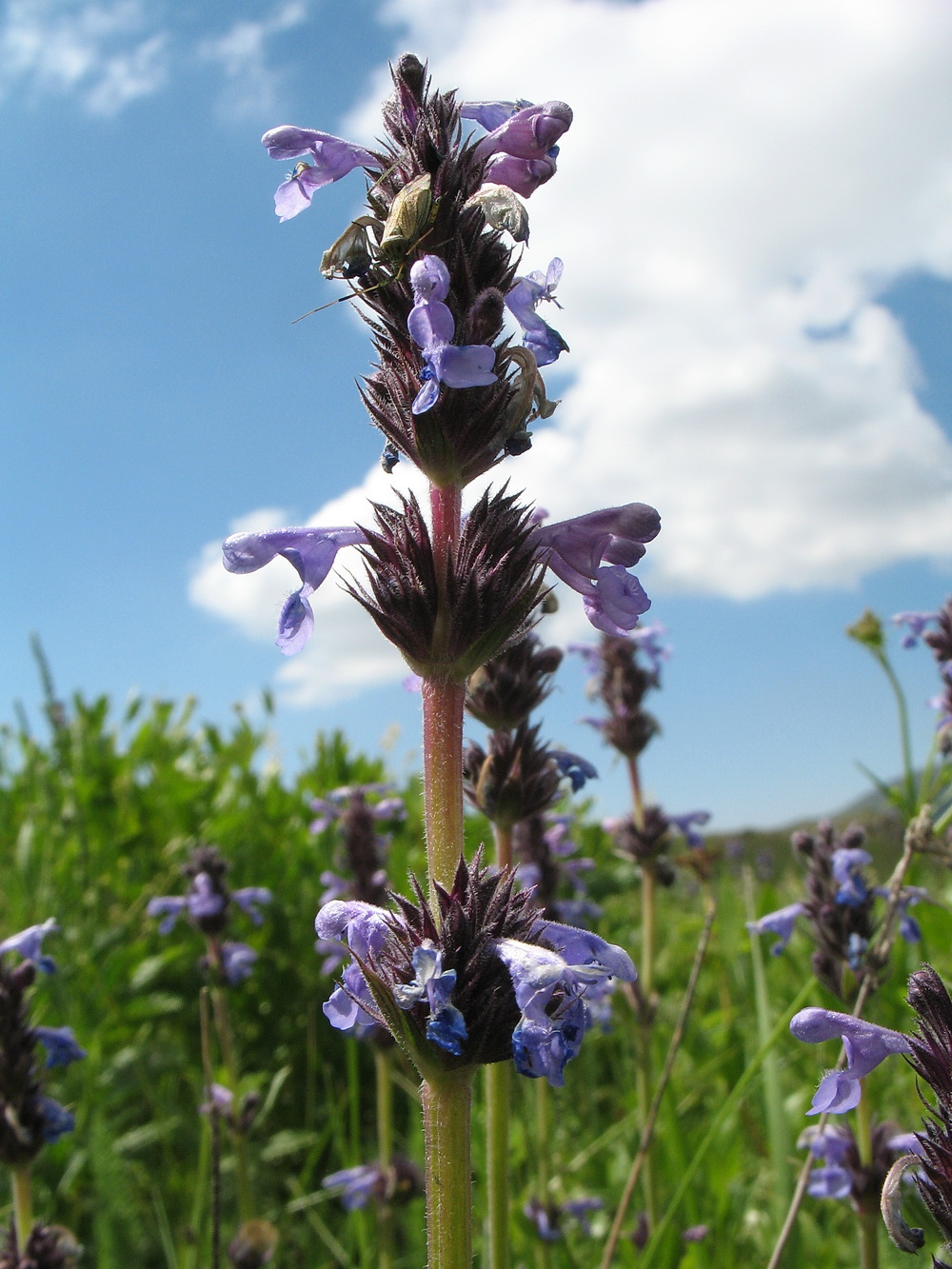 Изображение особи Nepeta mariae.