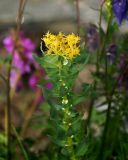 Rhodiola rosea