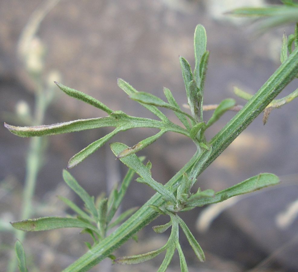 Image of Centaurea diffusa specimen.